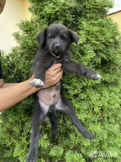 Щенок в добрые руки бесплатно