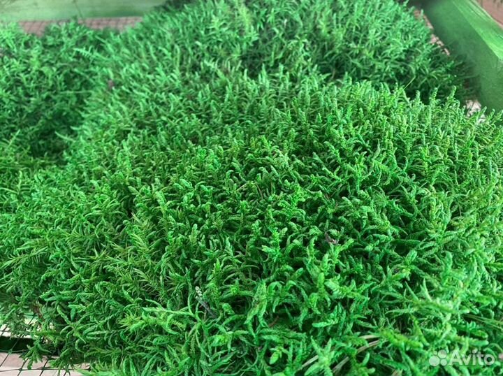 Стабилизированный мох