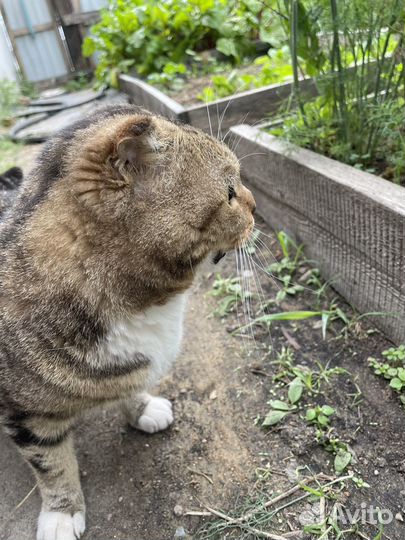 Кот Шотландский вислоухий