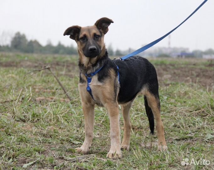 Мальчик Шанс в дар