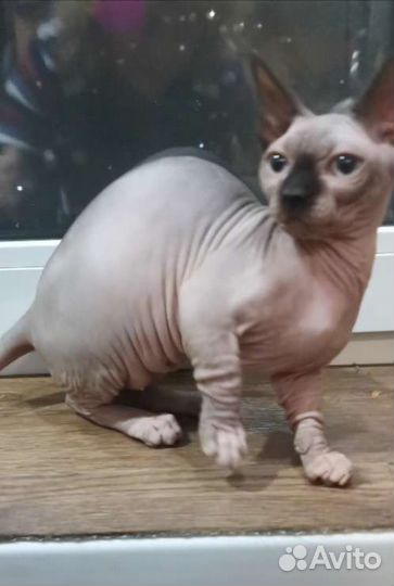 Канадский сфинкс котенок девочка