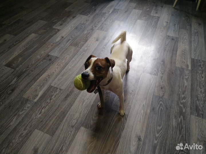 Передержка животных Коммунар Павловск Гатчина