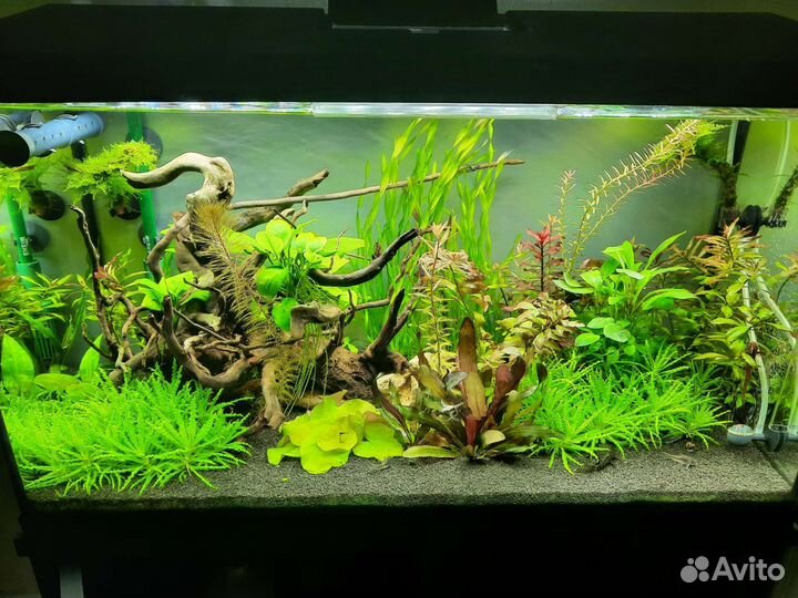 Погостемон хелфера