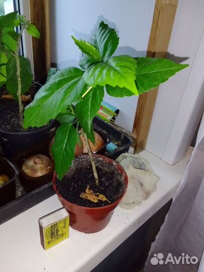 Гибискус (китайская роза)