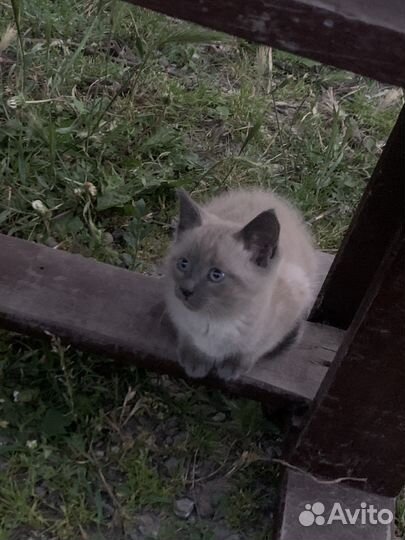 Сиамские котята