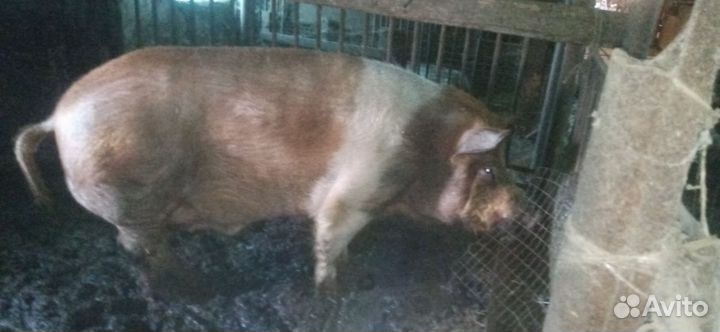 Хряк на племя