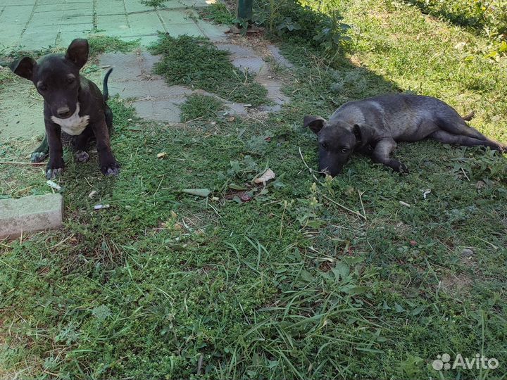 Гавкучая охрана