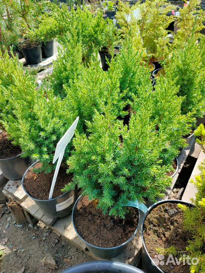 Можжевельник китайский Стрикта