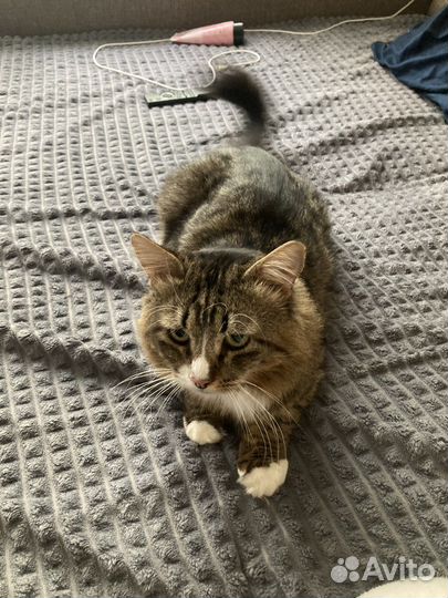 Чудесный котик 2 года в добрые руки