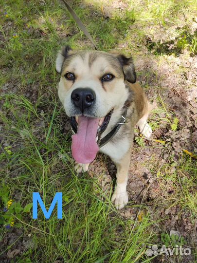 Шутку добряка просто привезли и ушли