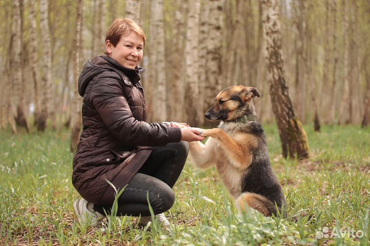 Собака в дар