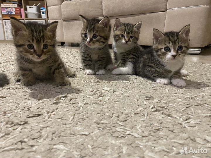 Котята в добрые руки