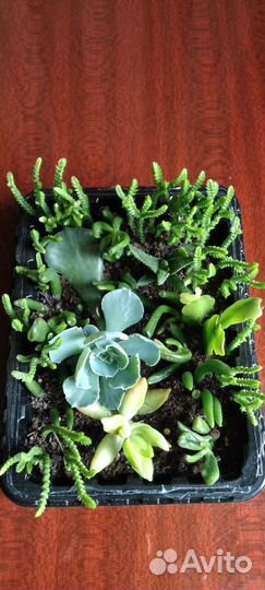 Суккуленты