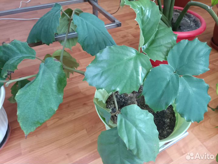 Комнатный цветок