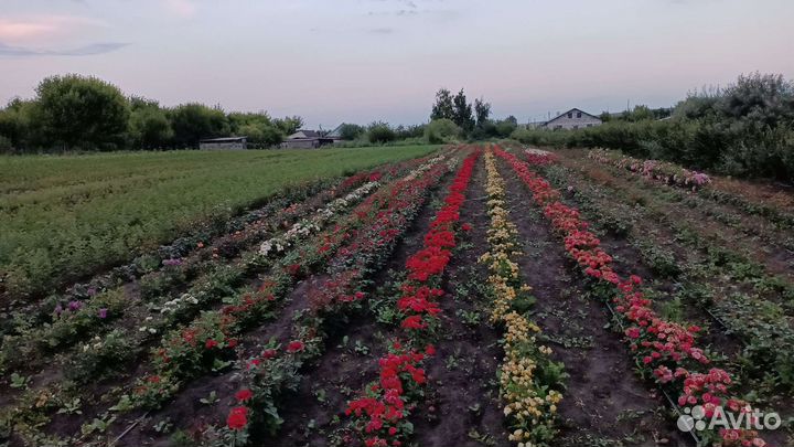 Саженцы Розы яблоня спирея малина кизильник