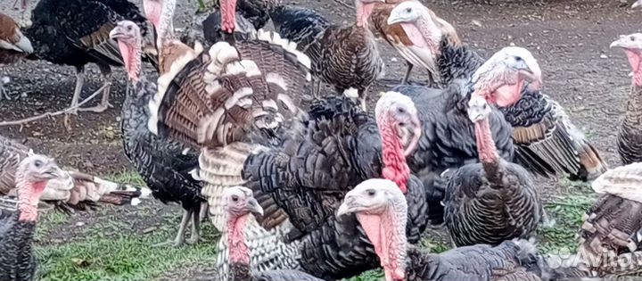 Продам индюков