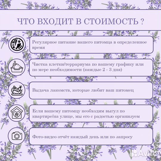 Передержка мелких домашних животных