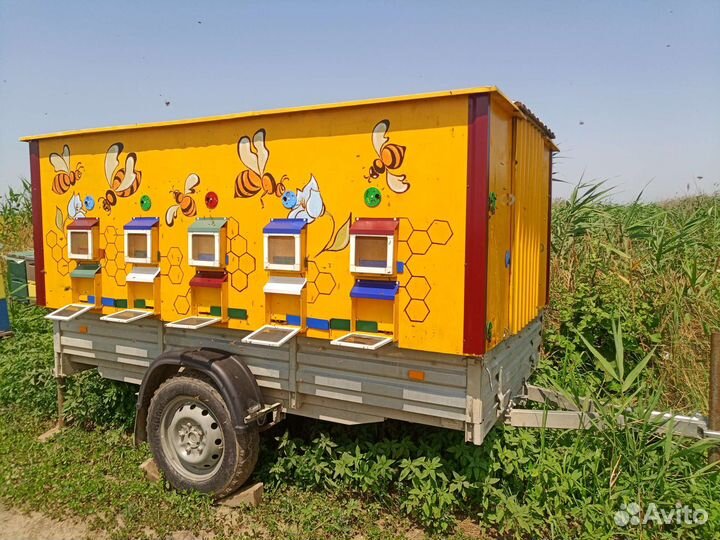 Хобби продажа пчёл и улии