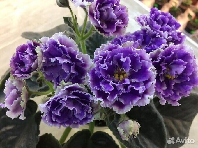 Фиалки детки