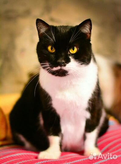 Кошка в добрые руки