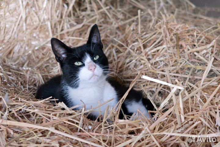 Солома подстилка для собак и других животных