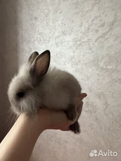 Карликовый кролик