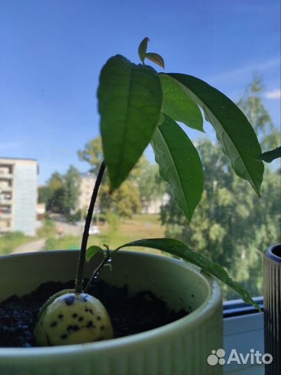 Авокадо растение