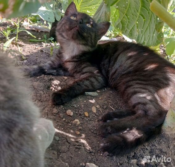 Отдам в добрые руки котят от мамы мышеловки, 5мес