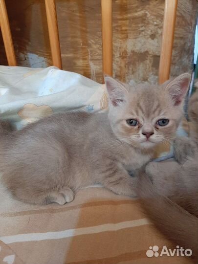 Шотландские котята