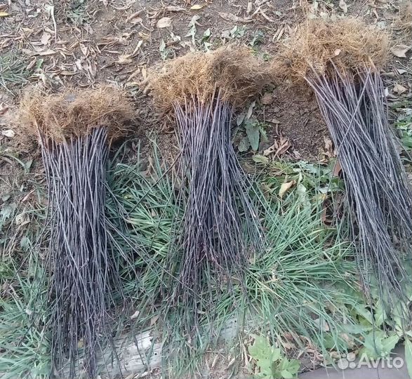 Подвой 54 118 второй и третий сорт