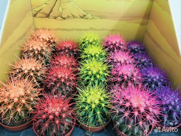 Кактус крашенный