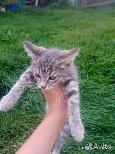 Отдам кошку