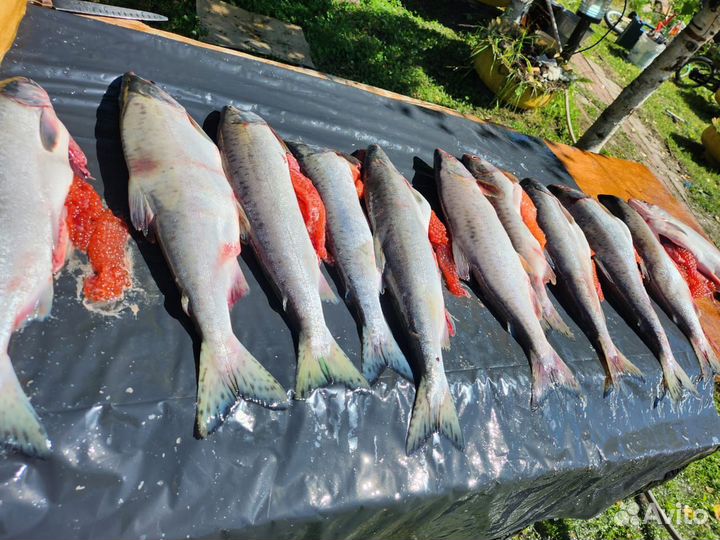 Горбуша нр икряная свежемороженая