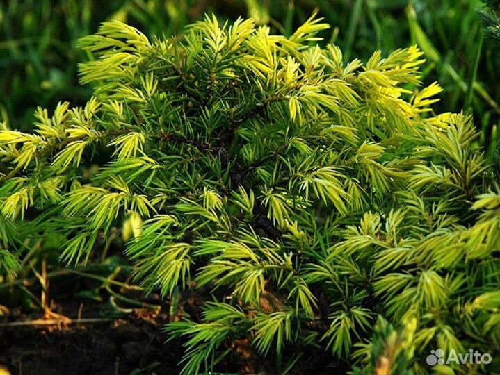 Туя, Можжевельник, сосна горная