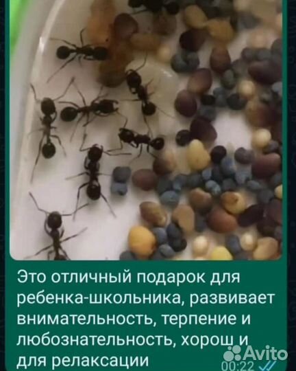 Муравьиная ферма antplanet