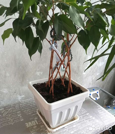 Фикус бенджамина плетеный