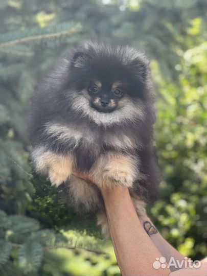 Мальчик шпиц