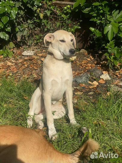 Собака в добрые руки