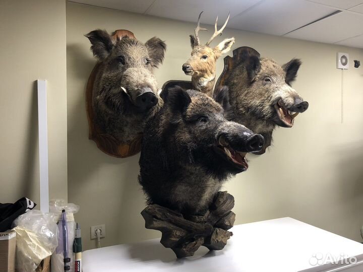 Чучело кабан косуля зверь