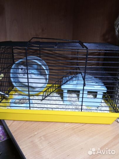 Джунгарский хомяк девочка