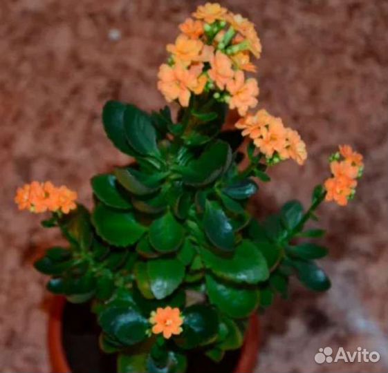 Каланхоэ персиковые цветочки