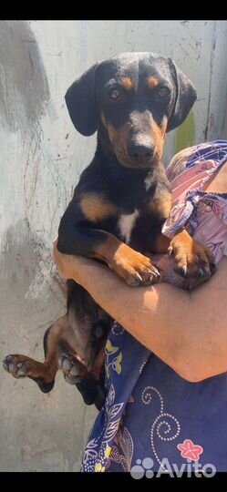 Такса мальчик