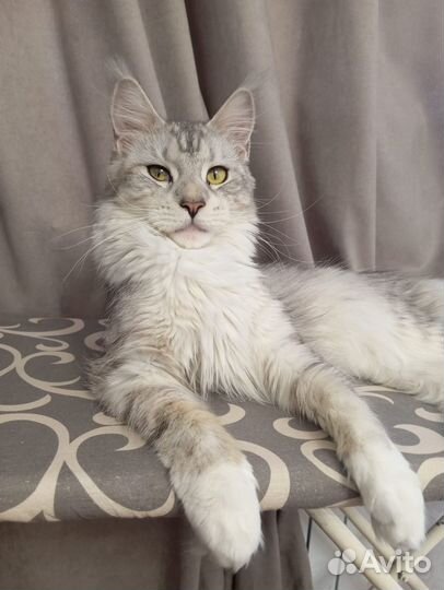 Мейкун котятки