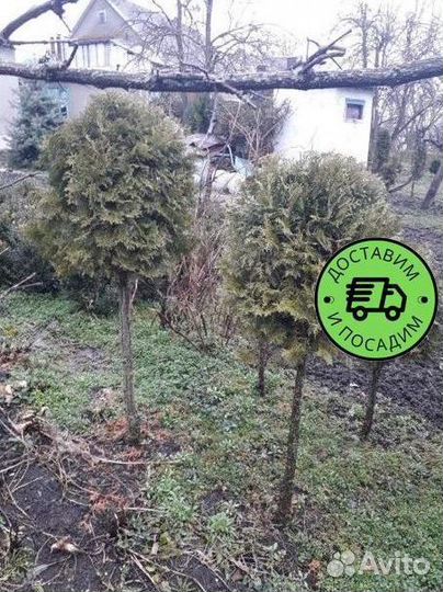 Туя Колумна Формированная