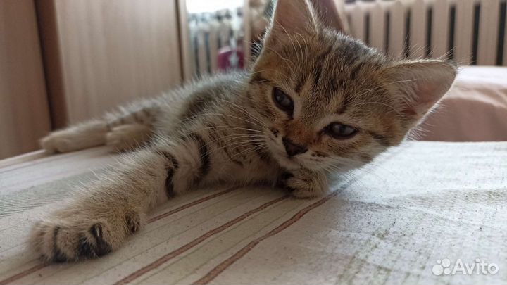 Кошечка в добрые руки