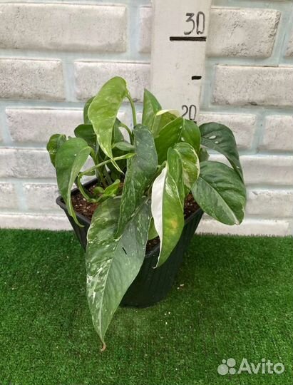 Сциндапсус