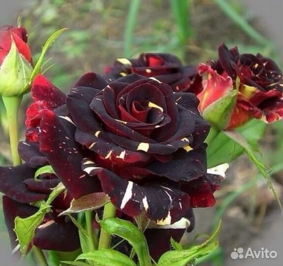 Розы саженцы