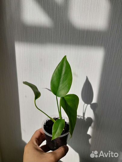 Комнатные растения