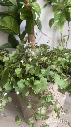 Цимбалярия ампельная