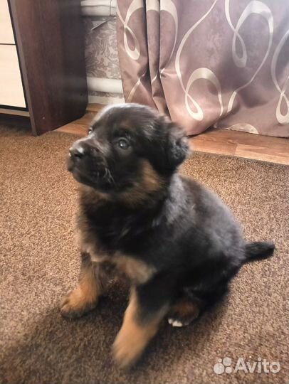 Щенки немецкой овчарки